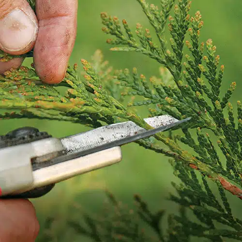 trim arborvitae trees